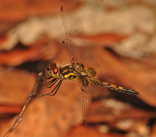 Male, immature
2014_04_04_Clay_FL